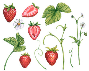Strawberries watercolor illustration. A set of ripe and juicy berry strawberry. Whole and halves berries with stems and leaves. Collection illustrations of isolated strawberries for tea, jam or label