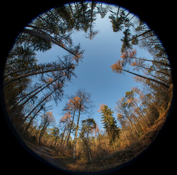 Forest sky with tall trees surrounded created with a fisheye lens In circular format