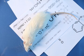 Cute rat and papers on table in laboratory, top view