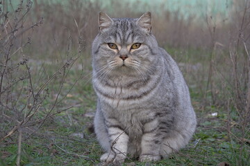 Gray tabby cat