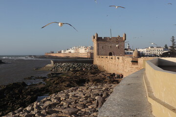 Seaside Fortress and Seagulls in Essaouira, Morocco
