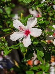 White hibiscus flower with red center blooming among green leaves