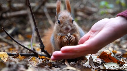 Wild fluffy squirrel taking nuts from female arm and gnawing it outdoor. Cute rodent eating food from hand of young girl at forest. Woman feeding hungry small sciurus to walnuts at autumn park