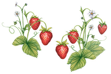 Set with Strawberry branches. Watercolor illustration of Strawberries with ripe berries. Clip art of strawberry bush. Botanical Illustration of strawberry with berries for tea, jam, cosmetics. Berry