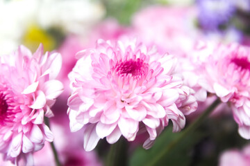 close up of pink chrysanthemum flowers. floral background.