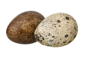 Fototapeta premium Quail eggs isolated on white background