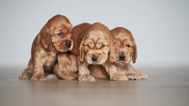 Slow motion 4K of three red spaniel puppies play-wrestling on a parquet floor indoors.