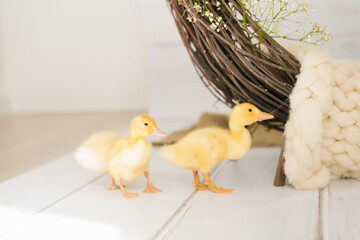 Two Curious Yellow Ducklings Near Rustic Decor
