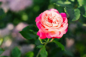 Soft peach pink rose in summer bloom