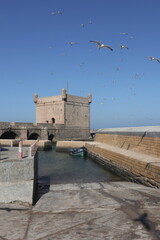 Seaside Fortress and Seagulls in Essaouira, Morocco