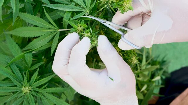 close-up view of gloved hands carefully trimming cannabis buds during harvesting process. Ideal for agricultural documentaries, cannabis industry marketing, medical and botanical presentations