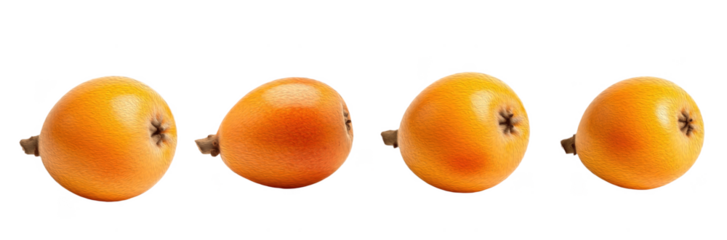 Set of Four Loquat (Eriobotrya japonica) in Natural Arrangement, Isolated on Transparent Background, Oil Paint