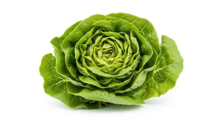 Fresh green lettuce head on white background.