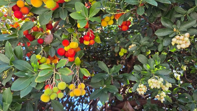 Vibrant strawberry tree with colorful fruits and lush green foliage. Arbutus unedo, strawberry tree, madrone, strawberry berries