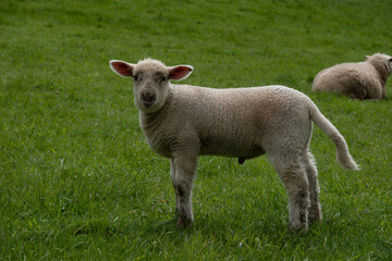 Fototapeta premium Lamm