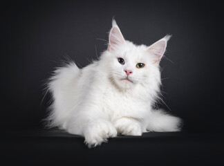 Gorgeous polydactyle odd eyed Maine Coon cat, laying down facing front. Looking towards camera....