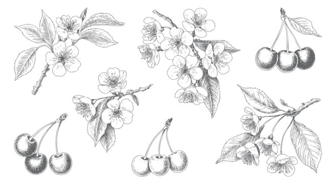 Antique cherry blossom flowers and fruit drawn in classic ink engraving.