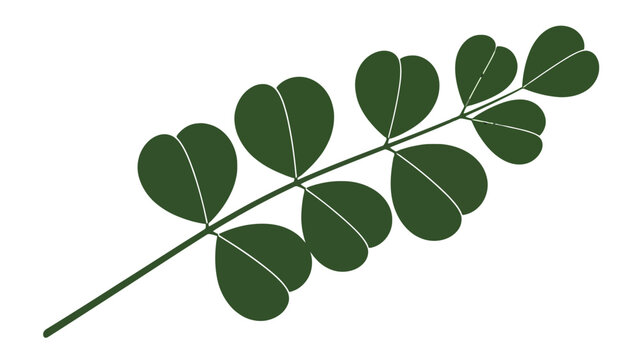 Moringa Leaf's Elegant Silhouette: A botanical close-up revealing the intricate elegance of a moringa leaf, its delicate leaflets gracefully arranged against a simple backdrop. 
