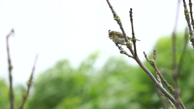A willow warbler (Phylloscopus trochilus) singing in stormy weather while sitting on a branche.