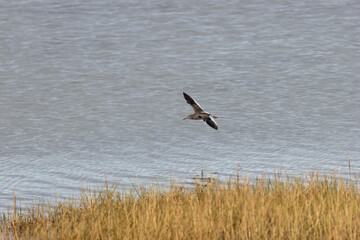 Redshank (Tringa totanus) common in coastal wetlands saltmarshes and mudflats across Europe