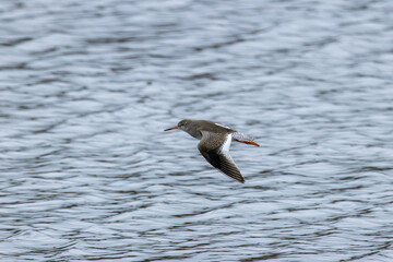 Redshank (Tringa totanus) common in coastal wetlands saltmarshes and mudflats across Europe