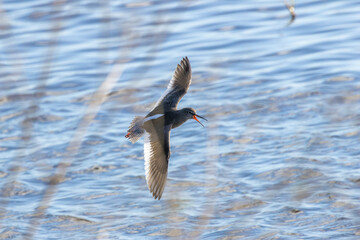 Redshank (Tringa totanus) common in coastal wetlands saltmarshes and mudflats across Europe