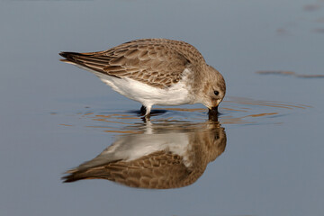 Feeding Dunlin and reflection