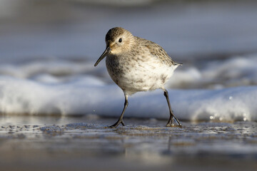 Dunlin running away from the incoming tide