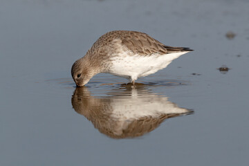Feeding Dunlin and reflection