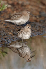 Dunlin pair on a coastal pool