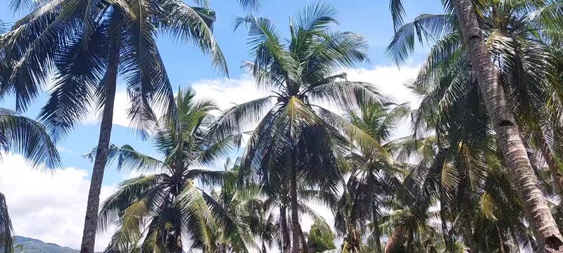 view of coconut trees in the plantation area. 