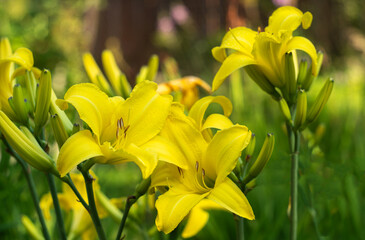 The daylily is lemon yellow.Lemon Bells lily is a seedling in a plant nursery.A yellow flower in the garden.