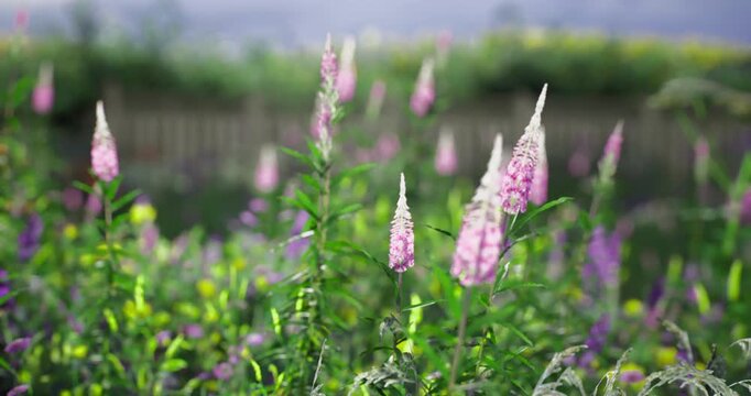 Delicate pink and purple flowers stand tall in a lush garden, showcasing their vibrant colors under a cloudy sky. The greenery complements the floral display, creating a serene atmosphere.