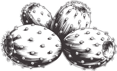 Detailed black and white botanical of prickly pear cactus pads