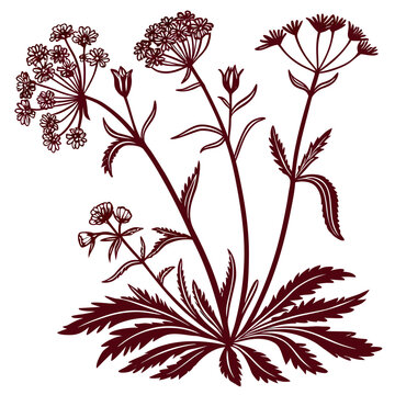 Mountain Saxifrage Vector Illustration | Alpine Wildflower Botanical Artwork | Mountain Flora Design