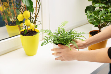 Woman putting green houseplant onto window sill indoors, closeup