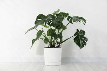 Beautiful monstera growing in pot on floor near white wall indoors