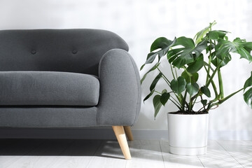 Beautiful monstera growing in pot and sofa on floor near white wall indoors. Interior design