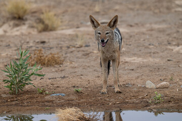 A black-backed jackal surveys the landscape in Namibia.