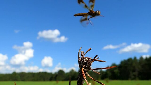 Close up shot of a dragonfly taking off from a branch.