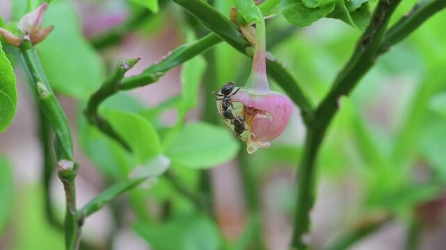 Ants, bluberry, hucleberry,  bluberry and  ants,  ant, feeding, flower, Quarona, Sant'Agostino Lake, Piemonte, Italy