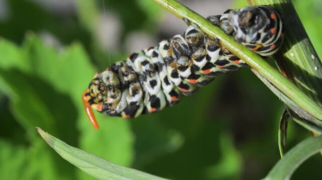 Swallowtail caterpillar with Osmeterium everted for defensive purposes, Papilio machaon, close-up, Cogne, Gran Paradiso National Park, Italy, Osmeterium, caterpillar, swallowtail, butterfly,