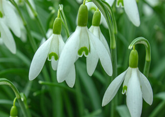 Soft focused snowdrops at spring. Group of blooming white galanthus nivalis flowers, good for seasonal greeting postcard.