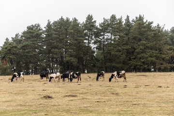 Bolu Aladağ forests and cows grazing in the meadows...