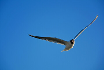 lecąca mewa na tle niebieskiego nieba, Larinae, a flying seagull against the blue sky