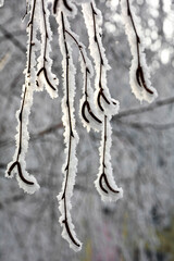 oszronione i ośnieżone gałązki brzozy z owocami, frosted and snow-covered birch branches with fruit
