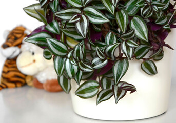 Trzykrotka pasiasta w białej doniczce na stole, rośliny do pokoju dziecka, pluszowe maskotki na stole obok rośliny, Tradescantia, Plants for a child's room