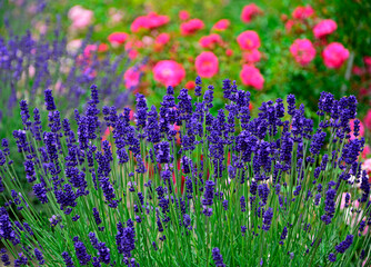 róża i lawenda, lawenda wąskolistna - lavender, (lavandula angustifolia, Rosa), różowe róże i fioletowa lawenda, pink garden roses, flowerbed, ogród kwiatowy © kateej