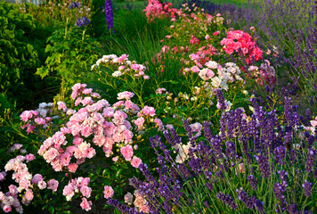 róża i lawenda, lawenda wąskolistna - lavender, (lavandula angustifolia, Rosa), różowe róże i fioletowa lawenda, pink garden roses, flowerbed, ogród kwiatowy © kateej