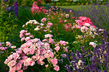róża i lawenda, lawenda wąskolistna - lavender, (lavandula angustifolia, Rosa), różowe róże i fioletowa lawenda, pink garden roses, flowerbed, ogród kwiatowy